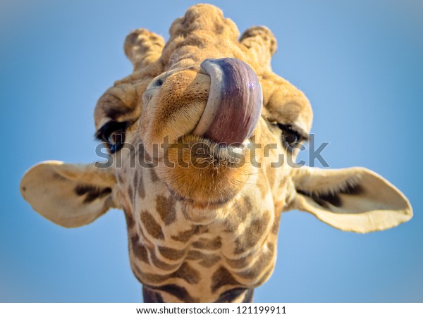 Giraffe Head Funny Tongue Stock Photo 121199911 | Shutterstock