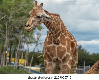 Giraffe With Head Half Down And Beautiful Pattern