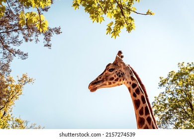 Giraffe head isolated on blue sky background, ZOO Liberec, Czech Republic