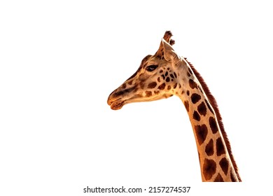 Giraffe head isolated on white background, ZOO Liberec, Czech Republic