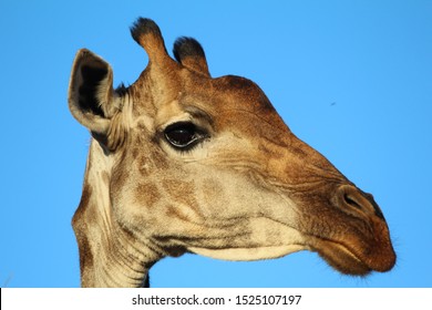 Giraffe Head in the Kruger National Park of South Africa
