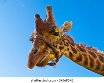 Giraffe head looking in camera