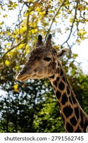 Giraffe head and neck with distinctive patterns against a green and yellow tree background
