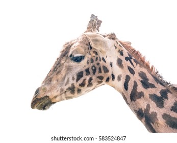 Giraffe Head On White Background