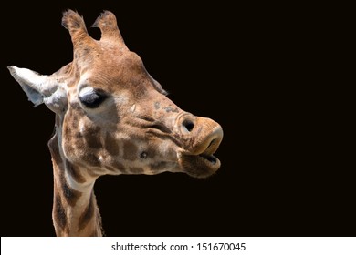 Giraffe head only, isolated on black background. Giraffe was trying to blow away an annoying bee! - Shutterstock ID 151670045