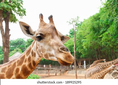 Giraffe Head in zoo