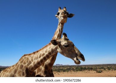 giraffe heads - Namibia, Africa 