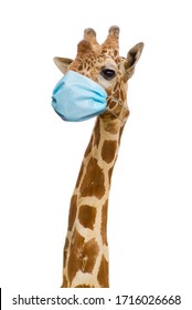 giraffe with health face mask, care concept