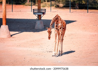 Giraffe Herd On Safari On A Hot Summers Day