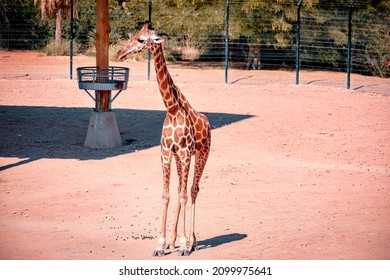 Giraffe Herd On Safari On A Hot Summers Day