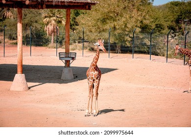 Giraffe Herd On Safari On A Hot Summers Day