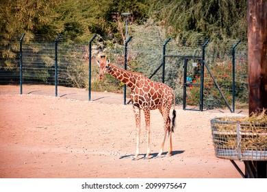 Giraffe Herd On Safari On A Hot Summers Day