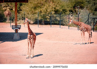 Giraffe Herd On Safari On A Hot Summers Day