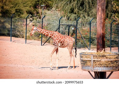 Giraffe Herd On Safari On A Hot Summers Day