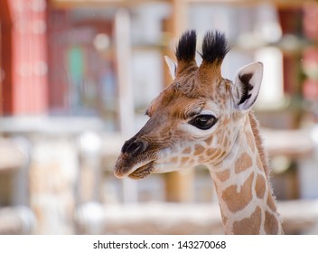 Giraffe with horizontal head shot
