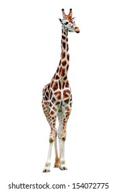 Giraffe Isolated 