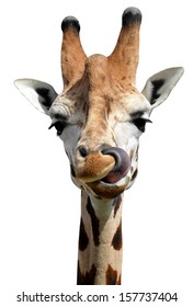 Giraffe Isolated 