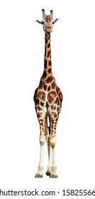 Giraffe Isolated 