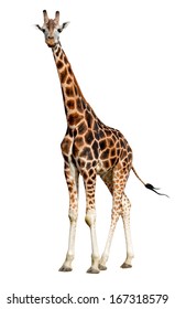 Giraffe Isolated