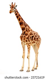 Giraffe Isolated