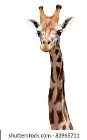 Giraffe Isolated