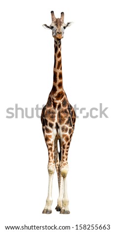 giraffe isolated 