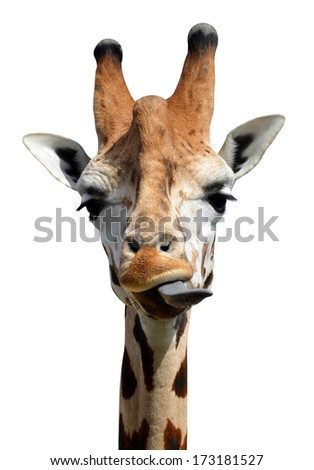 giraffe isolated 