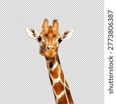 Giraffe isolated close up photo isolated on png background, cute, funny, happy giraffa portrait face shot, giraffe cut out.