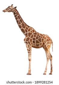 Giraffe isolated in front of white background