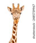 giraffe isolated on white background.