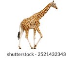 giraffe isolated on white background.