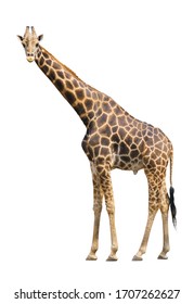 Giraffe Isolated On White Background