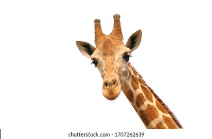 Giraffe Isolated On White Background