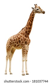 Giraffe isolated on white background. Clipping path included