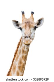 A Giraffe Isolated on White Background