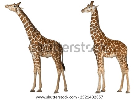 giraffe isolated on white background.