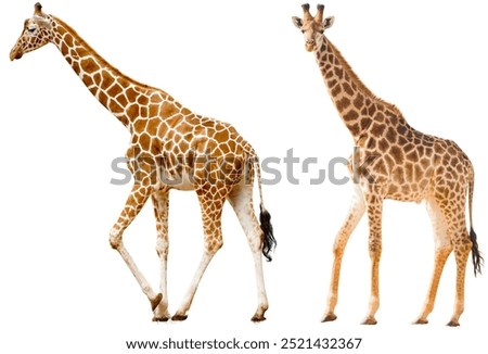 giraffe isolated on white background.