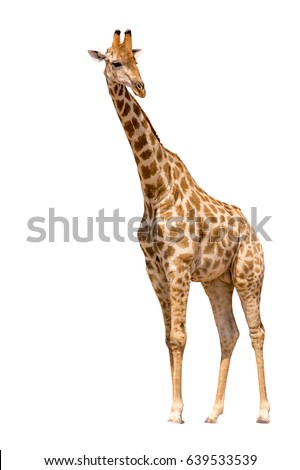 Giraffe isolated on white background, seen in namibia, africa