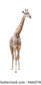 giraffe isolated on white with clipping path