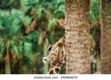 Giraffe At Jacksonville Zoo Florida