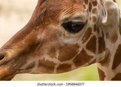 Giraffe At Jacksonville Zoo Florida