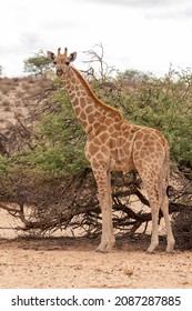 Giraffe In The Kalahari Desert