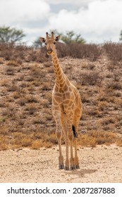 Giraffe In The Kalahari Desert