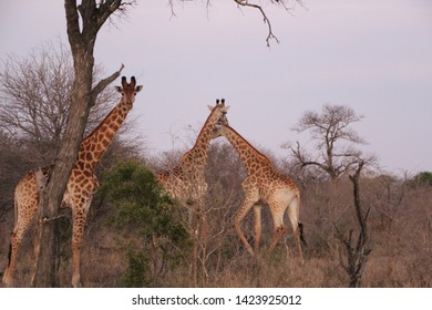 Giraffe, Kapama Private Game Reserve, South Africa