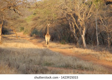 Giraffe, Kapama Private Game Reserve, South Africa