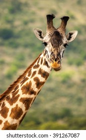 Giraffe Kenya Masai Mara Africa