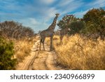 Giraffe in Khutse Game Reserve, Botswana, bush in the dry season, along a dirt road.