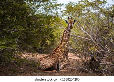 Giraffe At Kissama Park, Angola.
March 2019 Photo