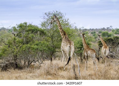 Giraffe In Kruger National Park, South Africa ; Specie Giraffa Camelopardalis Family Of Giraffidae