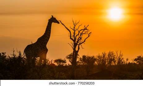 Giraffe In Kruger National Park, South Africa ; Specie Giraffa Camelopardalis Family Of Giraffidae